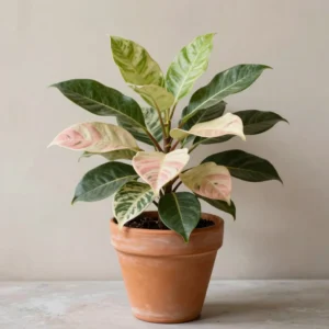 Rubber Plant Ruby