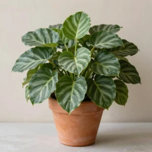 Orbifolia Round Leaves